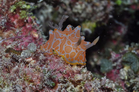 Pelorus And Orpheus Islands - Tourism Search 0