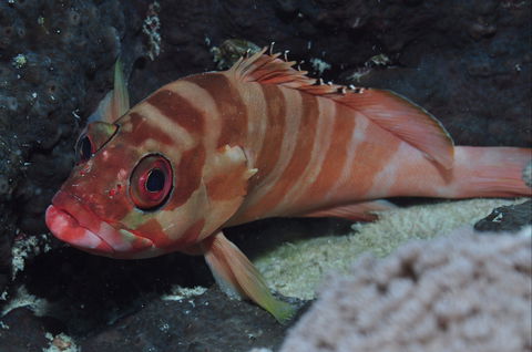 Pelorus And Orpheus Islands - Tourism Search 1