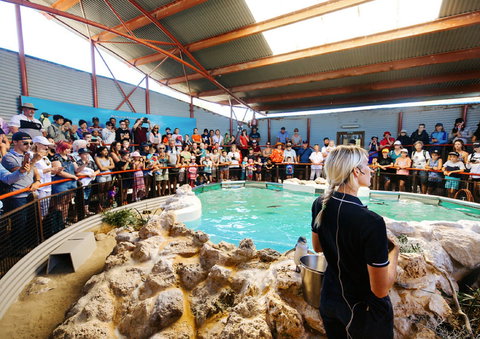 Penguin Island - Tourism Search 1