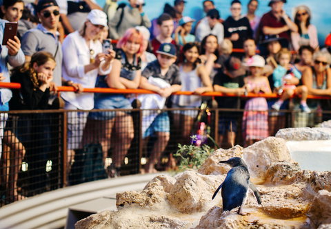 Penguin Island - Tourism Search 2