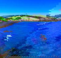 Snorkelling Montague Island - Tourism Search