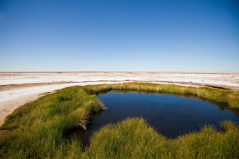 Wabma Kadarbu Mound Springs Conservation Park - Tourism Search 0