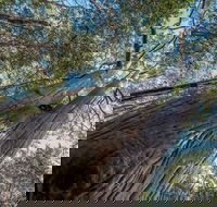 Wallumatta Nature Reserve - Tourism Search