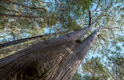 Wallumatta Nature Reserve - Tourism Search 0
