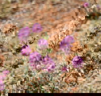 Walpa Gorge walk - Tourism Search