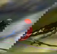 Weddin Bird Trails - Tourism Search