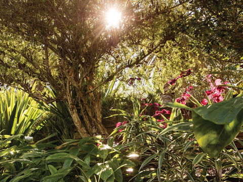 Wendy Whiteley's Secret Garden - Tourism Search 1