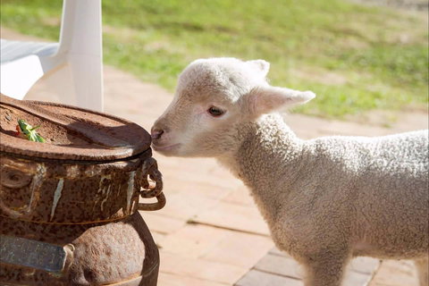 White Ridge Farm - Tourism Search 2