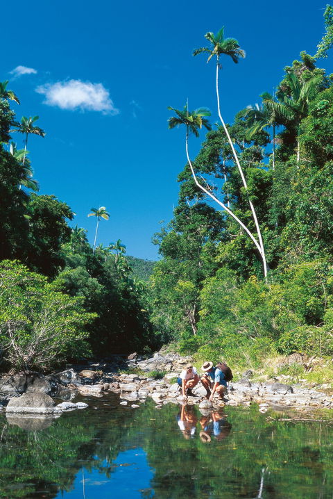 Airlie Beach To Cedar Creek Falls - Tourism Search 1