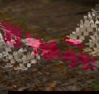 Belgrave - Tourism Search