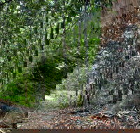 Blue Gum loop trail - Tourism Search