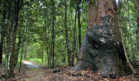 Blue Gum Loop Trail - Tourism Search 0
