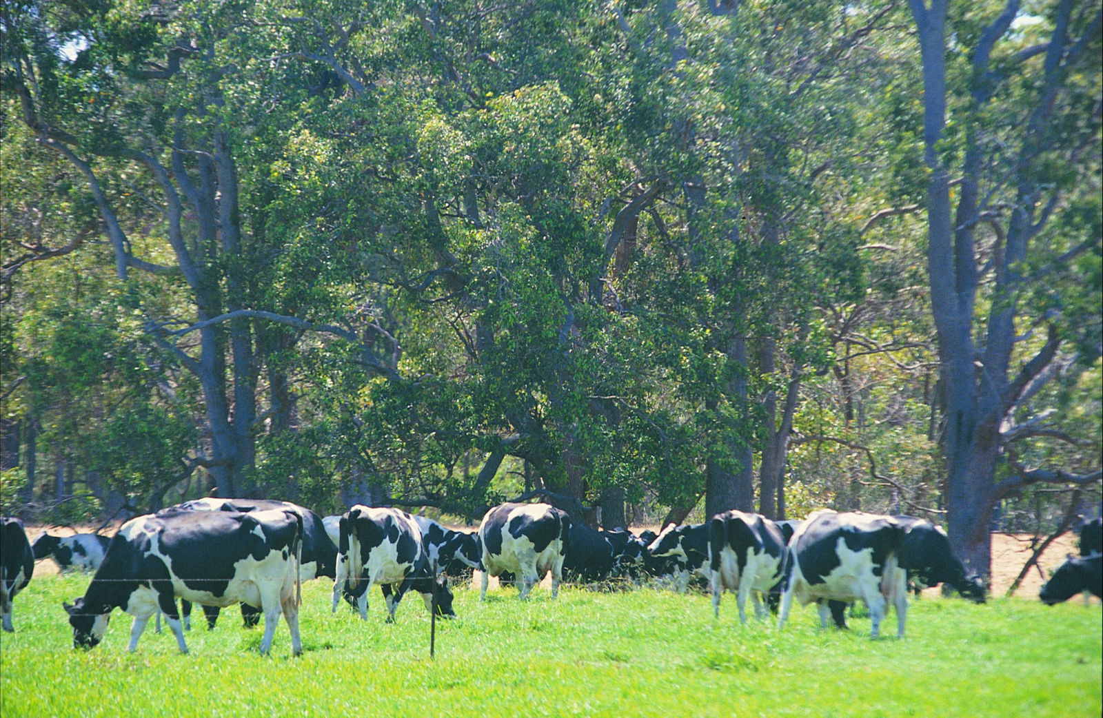 Boyanup WA Tourism Search