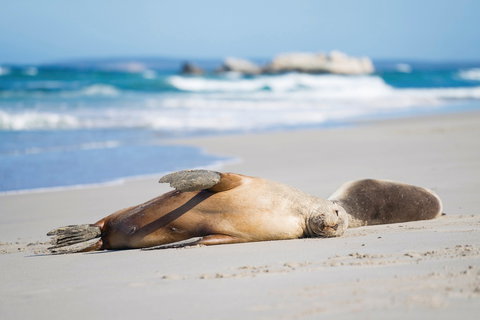 Cape Gantheaume Conservation Park And Wilderness Protection Area - Tourism Search 0