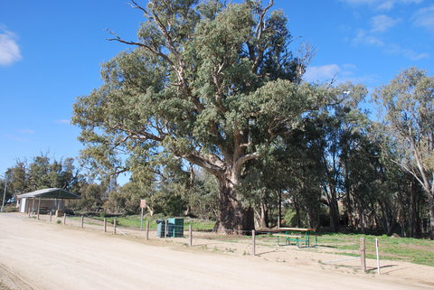 Giant Gum Tree - Tourism Search 0