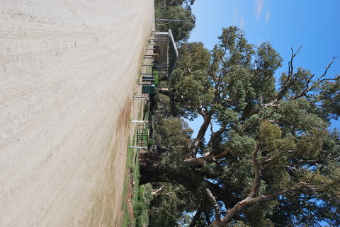 Giant Gum Tree - Tourism Search 1