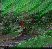 Goldsborough Valley Wooroonooran National Park - Tourism Search