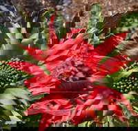 Inverawe Native Gardens - Tourism Search