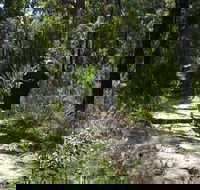 Karloo Walking Track - Tourism Search