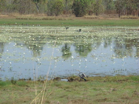 Leaning Tree Lagoon Nature Park - Tourism Search 0