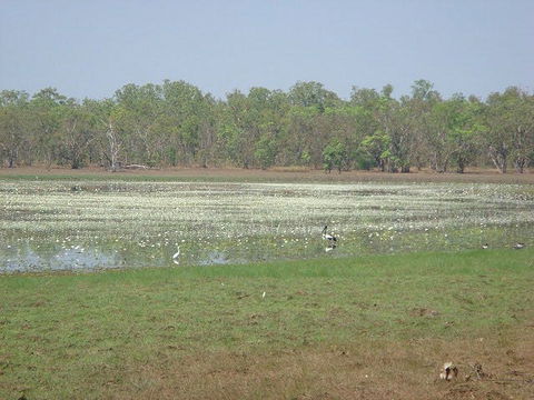 Leaning Tree Lagoon Nature Park - Tourism Search 1