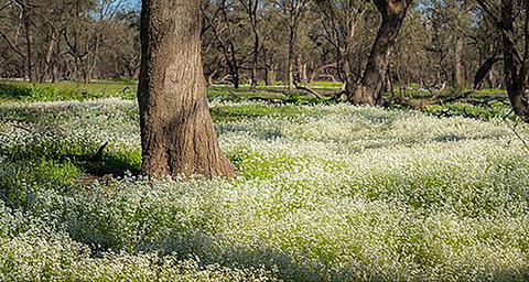 Leaghur State Park - Tourism Search 0