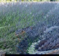 Melton - Tourism Search