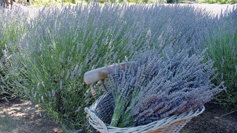 Melton - Tourism Search 0