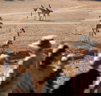 Monarto Safari Park - Tourism Search