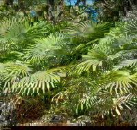 Mungo Rainforest Walk - Tourism Search