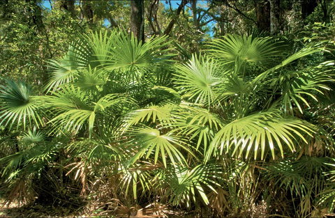 Mungo Rainforest Walk - Tourism Search 0