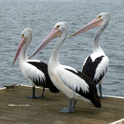 Pelican Feeding - Tourism Search 0