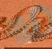 Red Desert Reptiles - Tourism Search