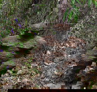 Understory Art In Nature - Tourism Search