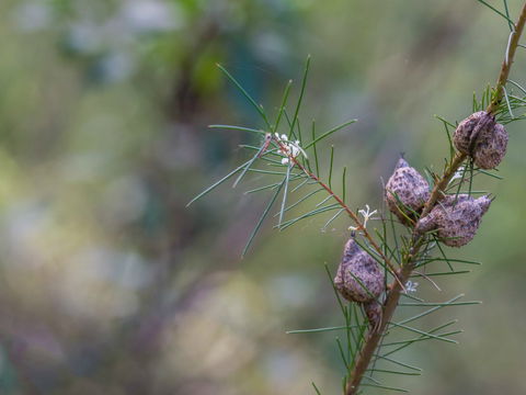 Wallumatta Loop Trail - Tourism Search 0