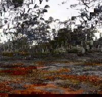 Woylie Walk Dryandra Woodland - Tourism Search