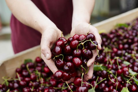 Yarra Valley Cherries - Tourism Search 0