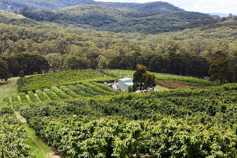 Yarra Valley Cherries - Tourism Search 2