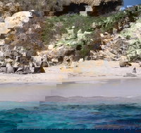 Australian Sea Lions - Tourism Search