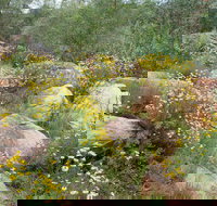 Ben Hall's Cave Walking Track - Tourism Search