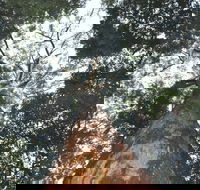 Bird Tree and Benaroon - Tourism Search