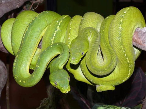 Canberra Reptile Zoo - Tourism Search 1
