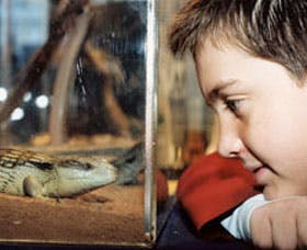 Canberra Reptile Zoo - Tourism Search 2