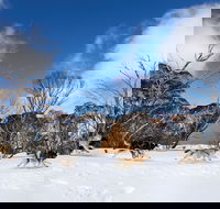 Dinner Plain - Tourism Search