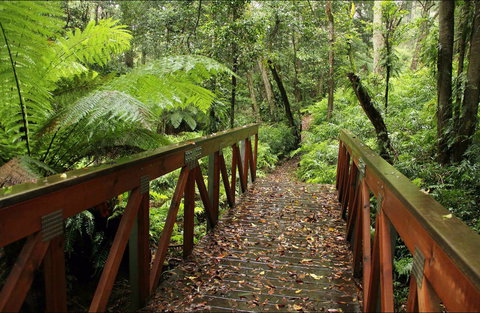 Goodenia Rainforest Walking Track - Tourism Search 0