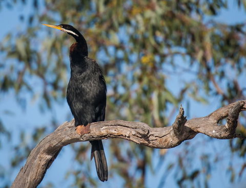 Greenough River Nature Trail - Tourism Search 0