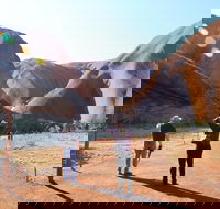 Kuniya walk to Mutitjulu Waterhole - Tourism Search