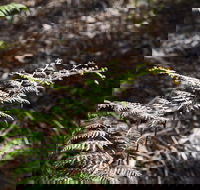 Langwarrin Flora and Fauna Reserve Walking Trails - Tourism Search