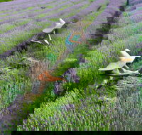 Lavandula Swiss Italian Farm - Tourism Search