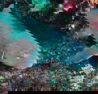 Middle Reef Dive Site - Tourism Search